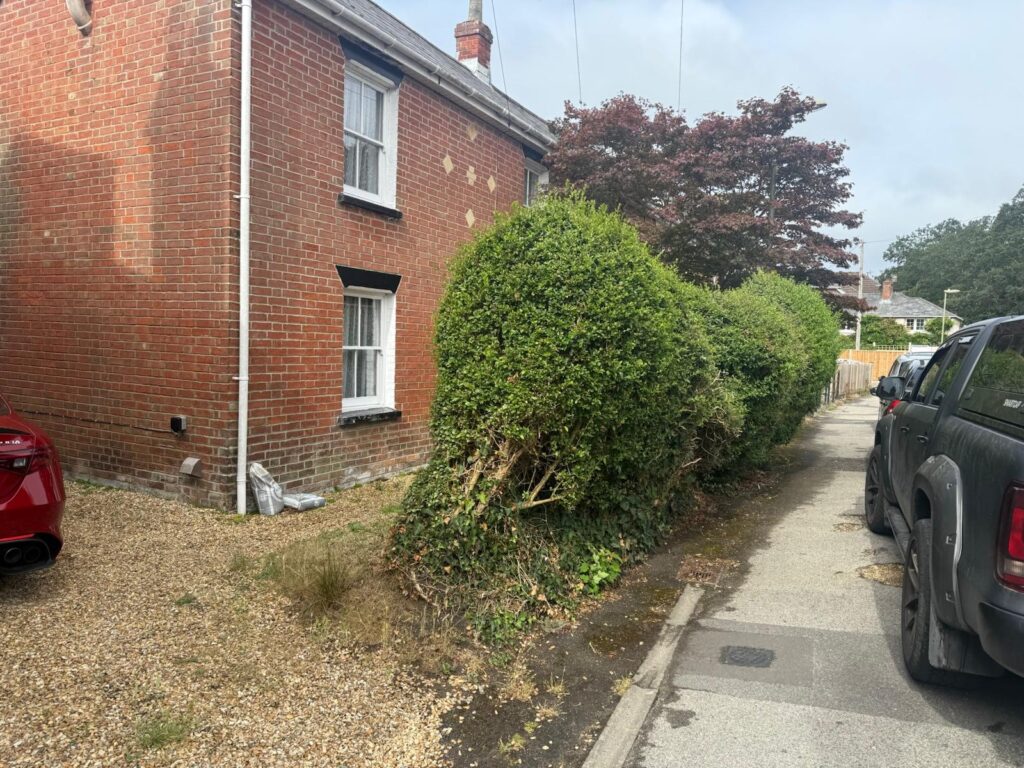 tired hedge replacement Pennington before